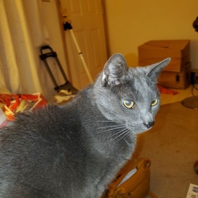 Profile Picture of Rene  Roberts (@ReneRj517) on Twitter