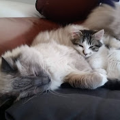 Profile Picture of Calvin Choi (@calvinchoi3476) on Youtube