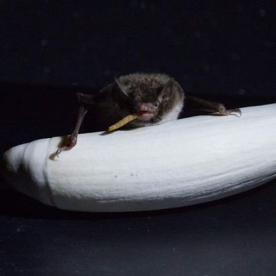 Profile Picture of Bioacoustics AU (@BioacousticsAU) on Twitter