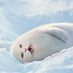 Profile Picture of Michael Vachael Vlog (@vachaelvlog) on Instagram