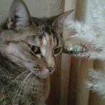 Profile Picture of Patrick Germain (@marceau1953) on Instagram