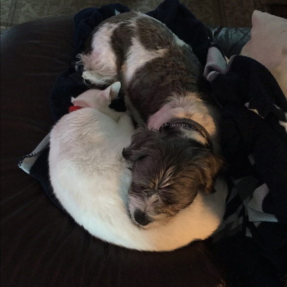 Profile Picture of Nick Averna (@gtbuzz0323) on Poshmark