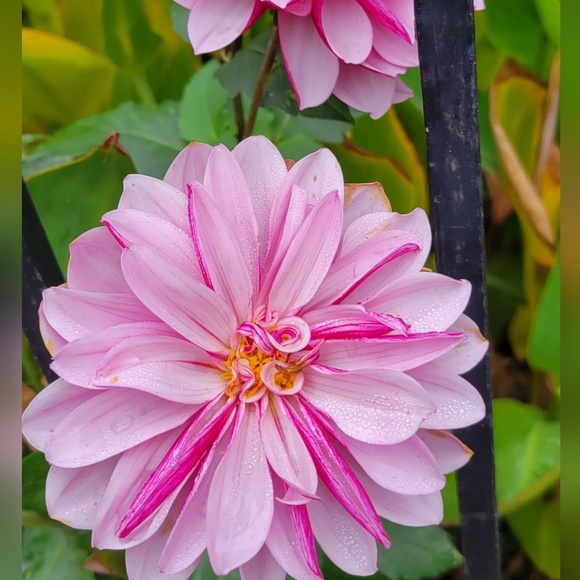 Profile Picture of Paula Seidel (@bubbacheeta) on Poshmark