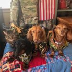 Profile Picture of Penny, Leonard, Sheldon, Bella (@3_dauchs_and_a_little_tabby) on Instagram