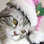 Profile Picture of Joan McVeigh Rayborn (@joanmcveighrayborn) on Instagram