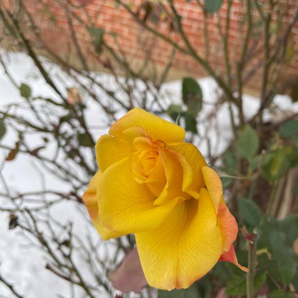 Profile Picture of Jennifer Silfies (@freak2012) on Poshmark