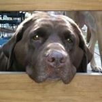 Profile Picture of Chuck Bridges (@muskrat1967) on Instagram