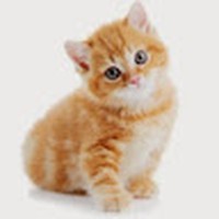 Profile Picture of Leora Cohen-tigör (@leora-cohen-tigör) on Quora