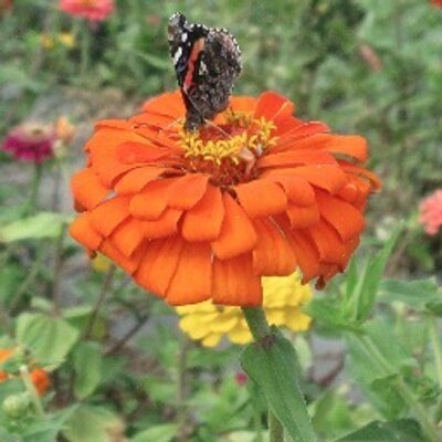 Profile Picture of Suzanne Freeman (@suzyQ7) on Twitter