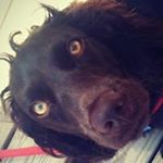 Profile Picture of Robin Badgley Conklin (@bconklin74) on Instagram