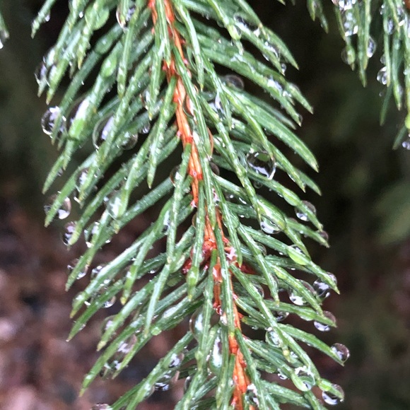 Profile Picture of Maeve Hanelyb (@hanelmae000) on Poshmark