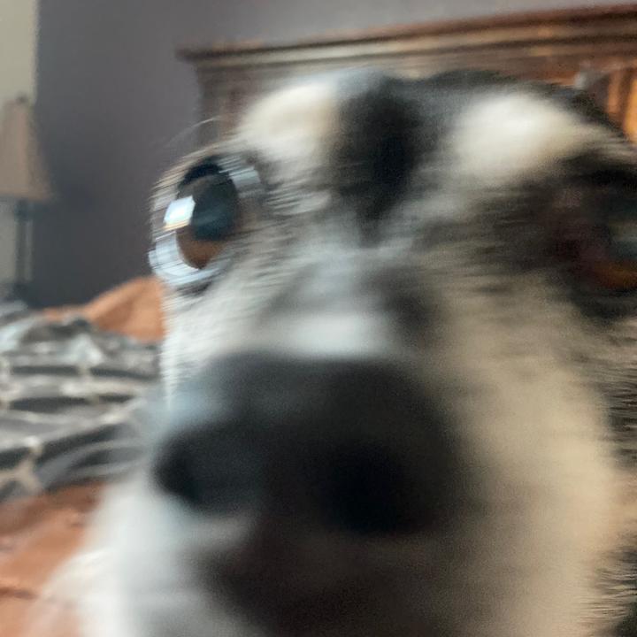Profile Picture of Braxton (@braxtont.likes_gorillas) on Tiktok