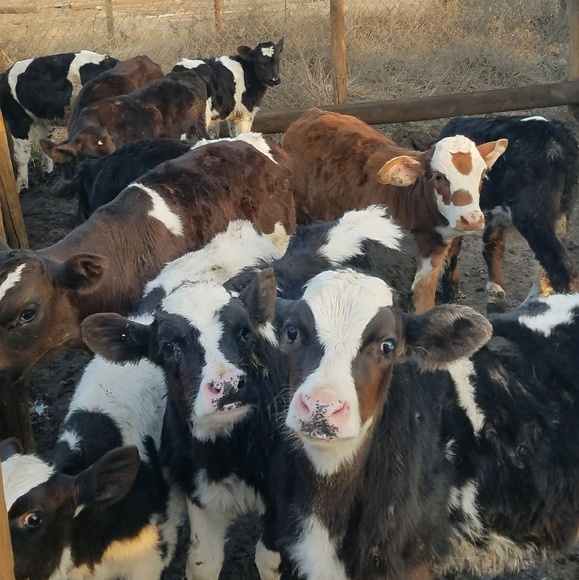 Profile Picture of Victor Alcaraz (@pipila75) on Poshmark