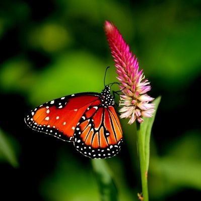 Profile Picture of Simi Thomas (@SimiThomas68) on Twitter