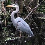 Stuart Silverman - Instagram Profile Picture of Stuart Silverman (@willieracu220192019) on Instagram