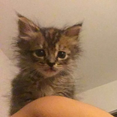 Profile Picture of Wasabi Anderson (@WasabiAnderson) on Twitter