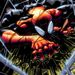 Profile Picture of Simon Read (@spideroptimus64) on Pinterest