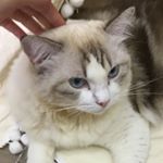 Profile Picture of Bora Bora Yang (@boraborayang) on Instagram