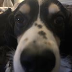 Profile Picture of Josh Rouse (@carolinacleanwny) on Instagram