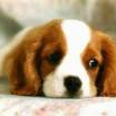 Profile Picture of Rebecca Springs (@rsprin) on Twitter
