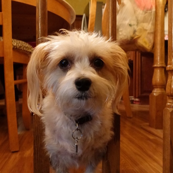 Profile Picture of James Papanicolas (@jimpap101) on Poshmark