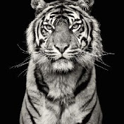 Profile Picture of Reza Rezazadeh (@rezarezazadeh6725) on Youtube