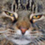 Profile Picture of Bob Oliver (@hoho0482) on Flickr