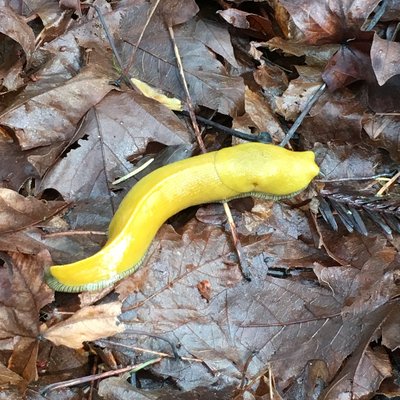 Profile Picture of Leo Rosen (@LeoRosen831) on Twitter