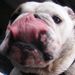 Profile Picture of Boris Scottish (@borisbulldog) on Pinterest