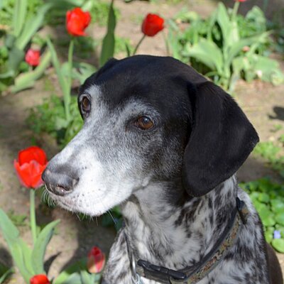 Profile Picture of Winchester Remington (@JanetParini) on Twitter