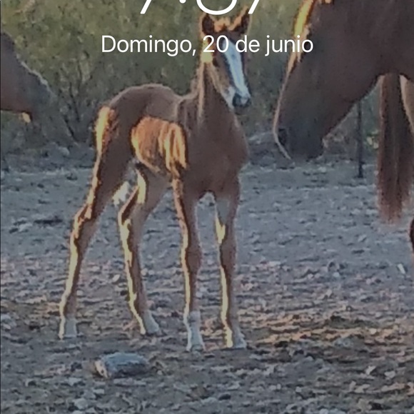 Profile Picture of Eduardo Baeza (@lalobaeza) on Poshmark