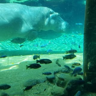 Christopher Hosfelt - Instagram Profile Picture of Christopher Hosfelt (@christopherhosfelt) on Instagram