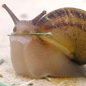 Profile Picture of Ian Miller (@SnailMan307) on Youtube