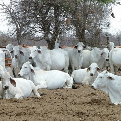 Profile Picture of Brian Cawood (@Beefpro) on Twitter