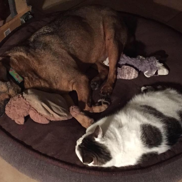 Profile Picture of Cindy Stowers (@allanimallover) on Poshmark