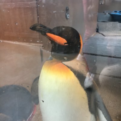 Profile Picture of Sick_Roach(ELLA) (@ELLA_LAB) on Twitter