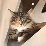 Profile Picture of Bradley Tran (@yungbrenton) on Instagram