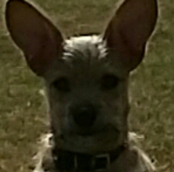 Profile Picture of Michelle Nunnelley (@lvnboxers) on Poshmark