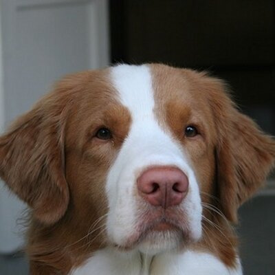 Profile Picture of Michael Fuglsang (@Fuglsanghansen) on Twitter