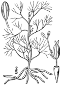 Profile Picture of Podostemum ceratophyllumon Wikipedia