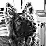 Profile Picture of Sandra Bartelt (@barteltsandra) on Instagram