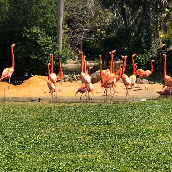 Profile Picture of Marvalee Allison (@mta0709) on Poshmark