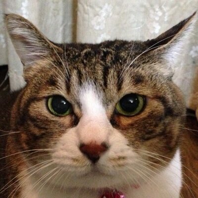 Profile Picture of DLAC WODASH (@kage_rumia) on Twitter