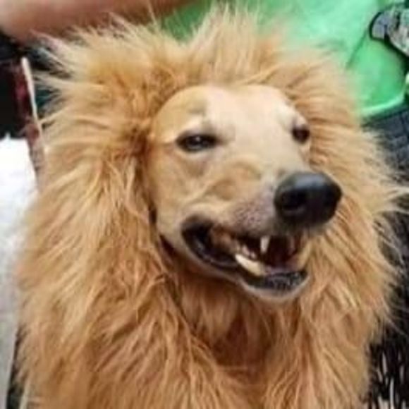 Profile Picture of Jn Malmed (@greythounds) on Poshmark