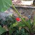 Profile Picture of Mun Cha (@Mun-Cha) on Facebook