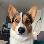 Profile Picture of Casper the Corgi (@thecasperoo) on Instagram