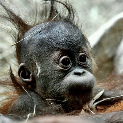 Profile Picture of Cody Lawrence (@CodyLawrence16) on Twitter