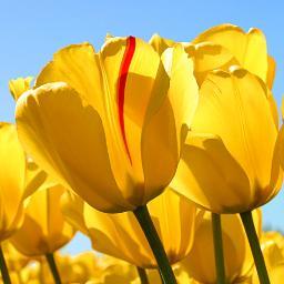 Profile Picture of Amir Rezai (@rezaiamir68) on Twitter