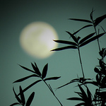 Profile Picture of David Fischer (@djfnola) on Flickr