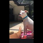 Profile Picture of Deborah Goldenberg (@the_goldencheeseburger) on Instagram